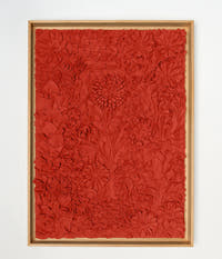 papoila