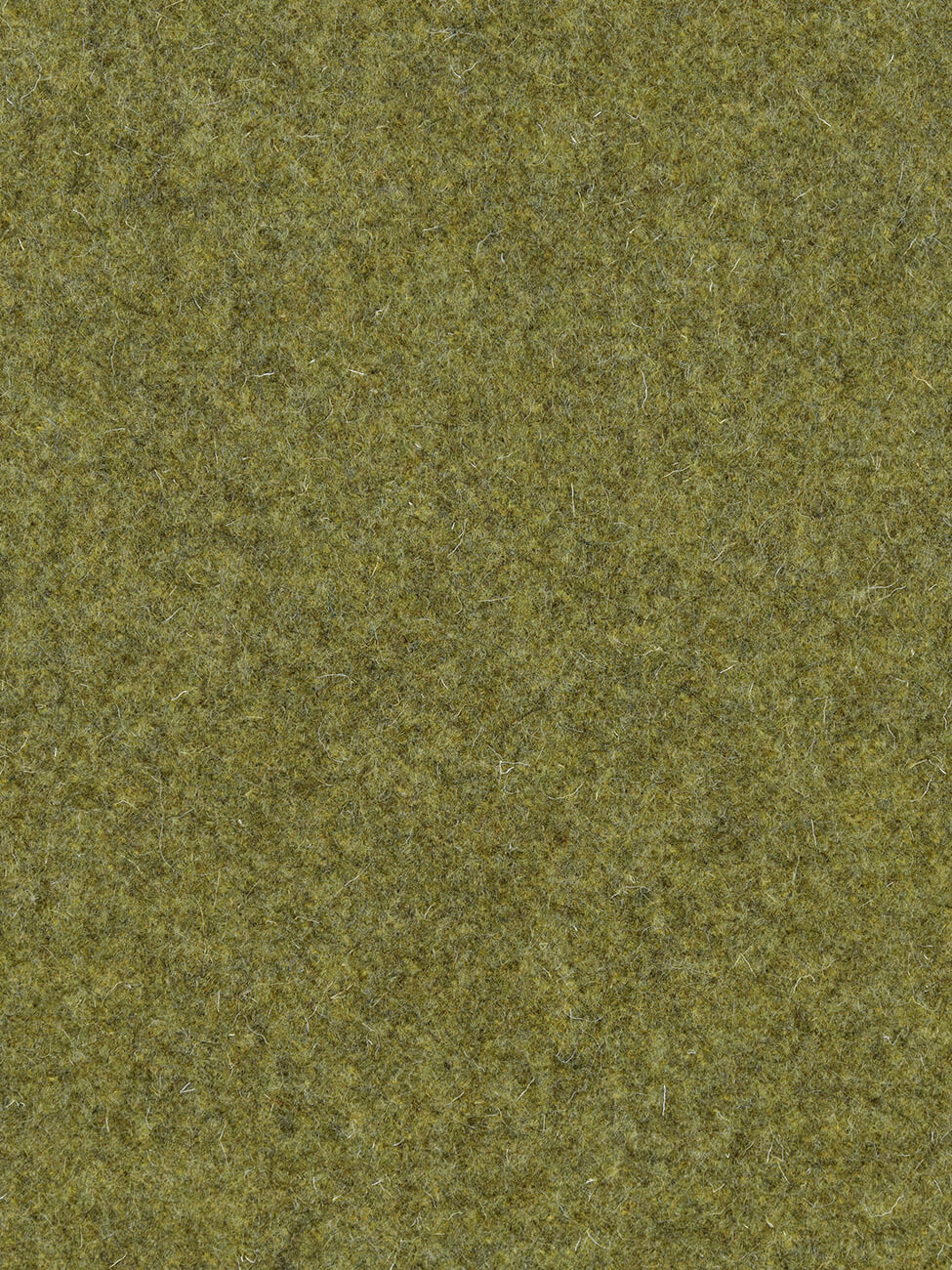 Oliva